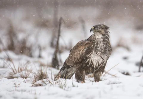 Common buzzard (Buteo buteo) Stock Photos