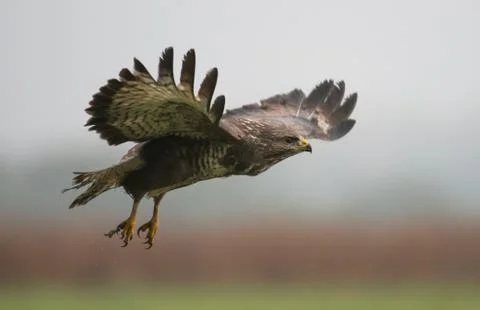 Common buzzard (Buteo buteo) 스톡 사진