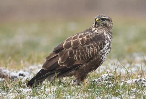Common buzzard (Buteo buteo) Stock Photos