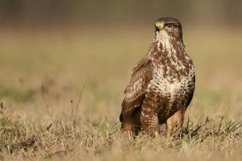 Common buzzard (Buteo buteo) Stock-Fotos
