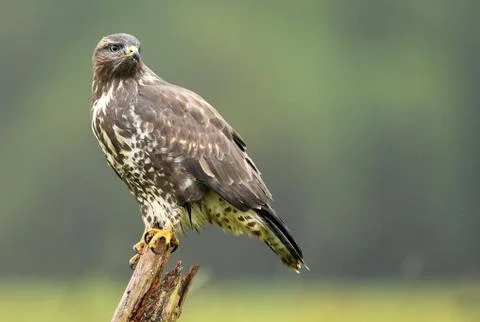 Common buzzard (Buteo buteo) Stock Photos