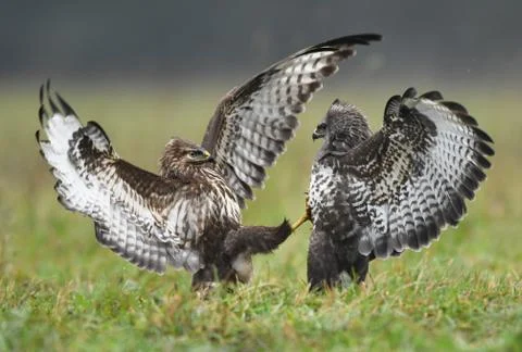 Common buzzard (Buteo buteo) Stock-Fotos