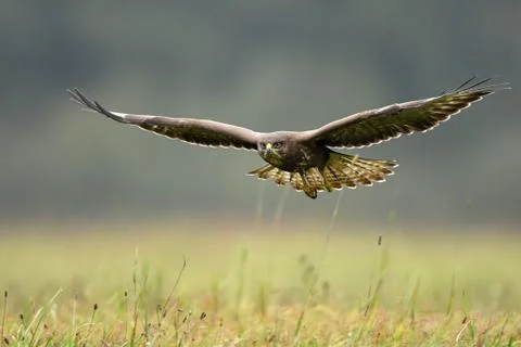 Common buzzard (Buteo buteo) 스톡 사진