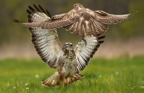 Common buzzard (Buteo buteo) Foto stock