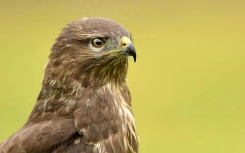 Common buzzard (Buteo buteo) Stock Photos