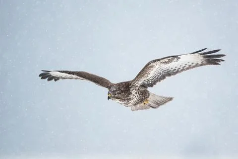 Common buzzard (Buteo buteo) Stock Photos