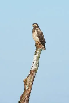 Common buzzard (Buteo buteo) Stock Photos