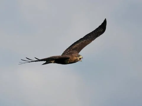 Common buzzard (Buteo buteo) Stock-Fotos
