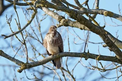 Common buzzard (Buteo buteo) Stock Photos