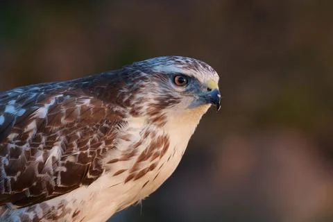 Common buzzard (Buteo buteo) Foto stock
