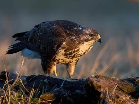 Common buzzard (Buteo buteo) Stock Photos