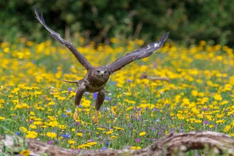 Common buzzard  (Buteo buteo) Stock Photos