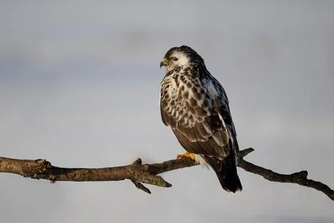 Common buzzard (Buteo buteo) Stock Photos