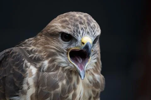 The Common Buzzard (Buteo buteo). Stock Photos