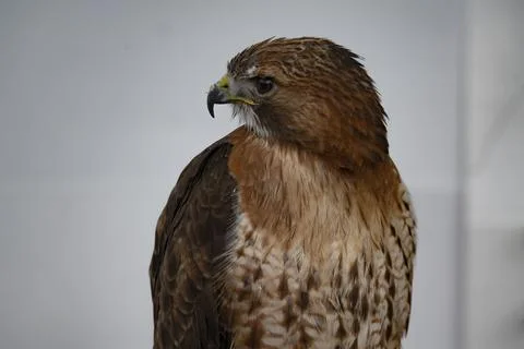 The Common Buzzard (Buteo buteo). Stock Photos