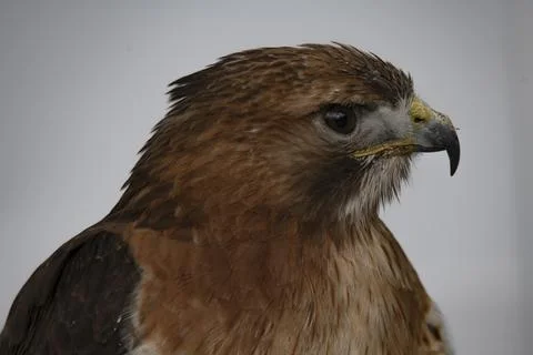 The Common Buzzard (Buteo buteo). Stock Photos