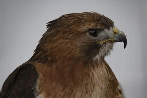 The Common Buzzard (Buteo buteo). Stock Photos