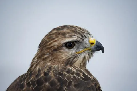 The Common Buzzard (Buteo buteo). Stock Photos