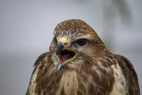 The Common Buzzard (Buteo buteo). Stock Photos