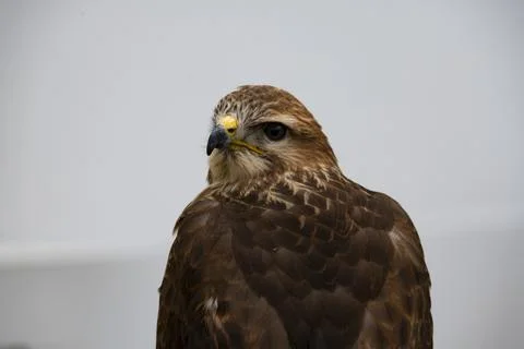 The Common Buzzard (Buteo buteo). Stock Photos