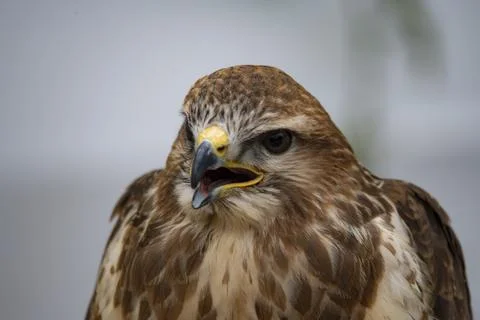 The Common Buzzard (Buteo buteo). Stock Photos