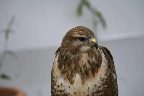 The Common Buzzard (Buteo buteo). Stock Photos