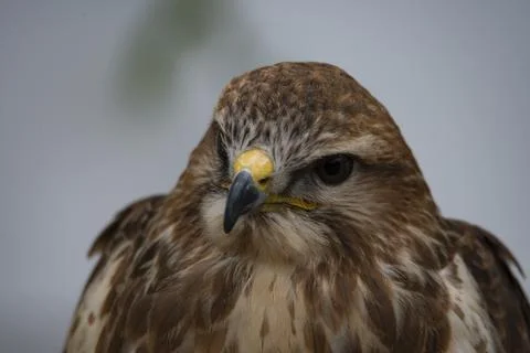 The Common Buzzard (Buteo buteo). Stock Photos