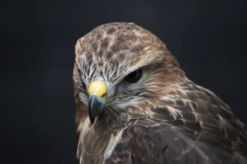 The Common Buzzard (Buteo buteo). Stock Photos