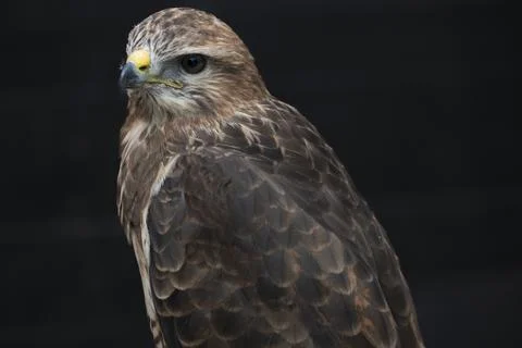 The Common Buzzard (Buteo buteo). Stock Photos
