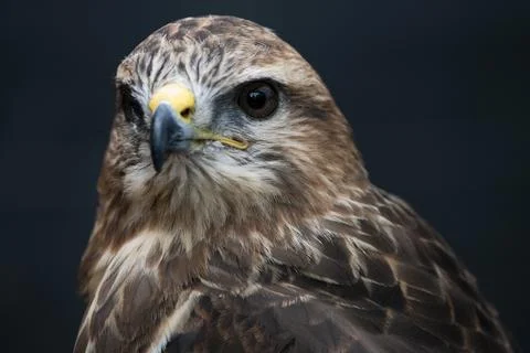 The Common Buzzard (Buteo buteo). Stock Photos