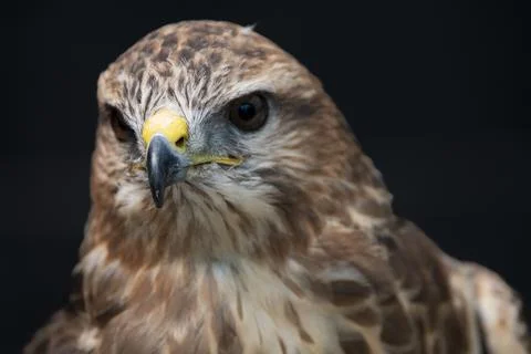The Common Buzzard (Buteo buteo). Stock Photos