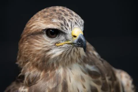 The Common Buzzard (Buteo buteo). Stock Photos