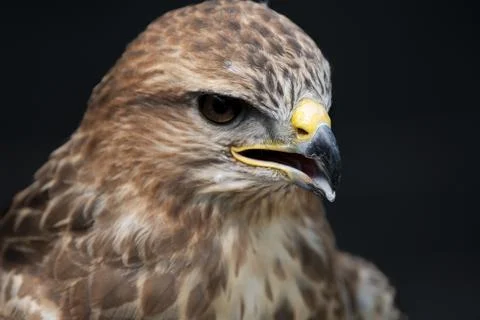 The Common Buzzard (Buteo buteo). Stock Photos