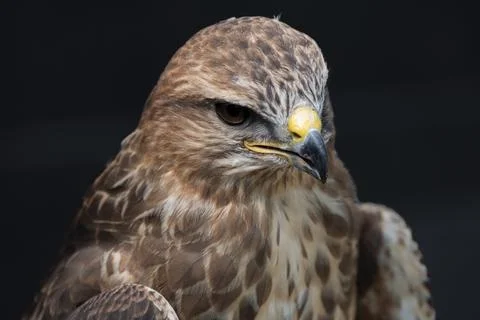 The Common Buzzard (Buteo buteo). Stock Photos