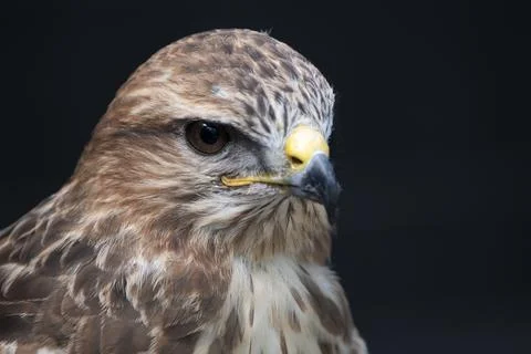 The Common Buzzard (Buteo buteo). Stock Photos