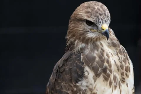 The Common Buzzard (Buteo buteo). Stock Photos