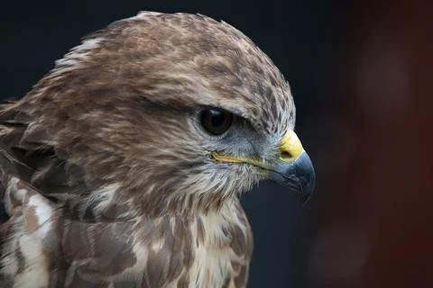 The Common Buzzard (Buteo buteo). Stock Photos