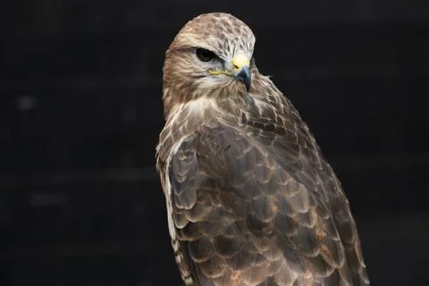 The Common Buzzard (Buteo buteo). Stock Photos