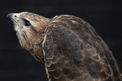 The Common Buzzard (Buteo buteo). Stock Photos