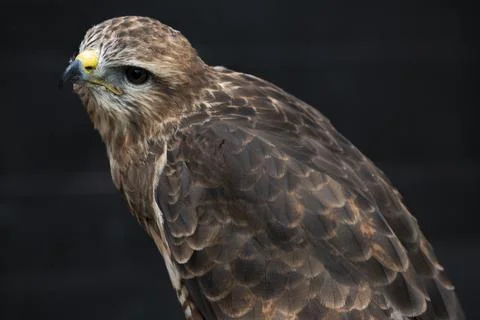 The Common Buzzard (Buteo buteo). Stock Photos