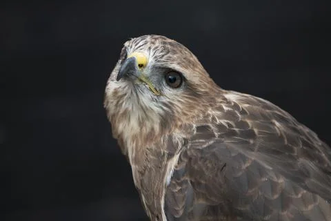 The Common Buzzard (Buteo buteo). Stock Photos