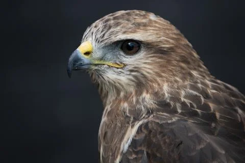 The Common Buzzard (Buteo buteo). Stock Photos