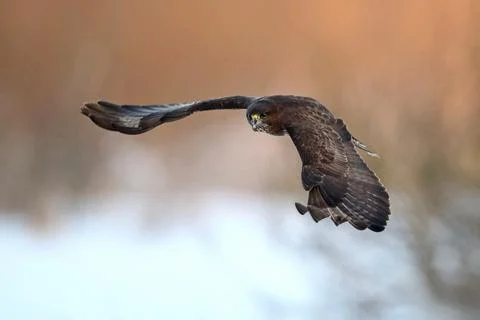 Common buzzard (Buteo buteo) Stock Photos