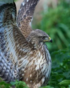 Common buzzard (Buteo buteo) Stock-Fotos