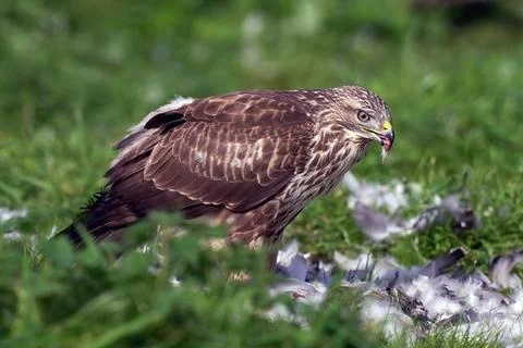 Common buzzard (Buteo buteo) Foto stock