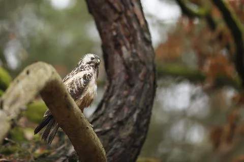 Common buzzard (Buteo buteo) siting on the branch in spring forest Stock-Fotos