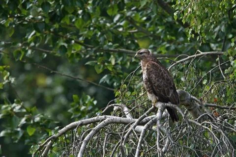 A common buzzard, buteo buteo, sitting on the branch of a weeping birch tree Stock Photos