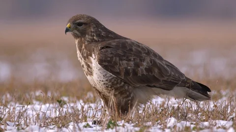 Common buzzard (Buteo buteo) in snow Stock Footage 85750698