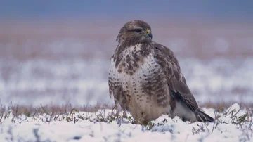 Common buzzard (Buteo buteo) in snow 스톡 동영상 85751003