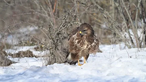Common Buzzard (Buteo buteo) in Snowy Winter Landscape, Slow Motion Wildlife Stock-Footage 329511364